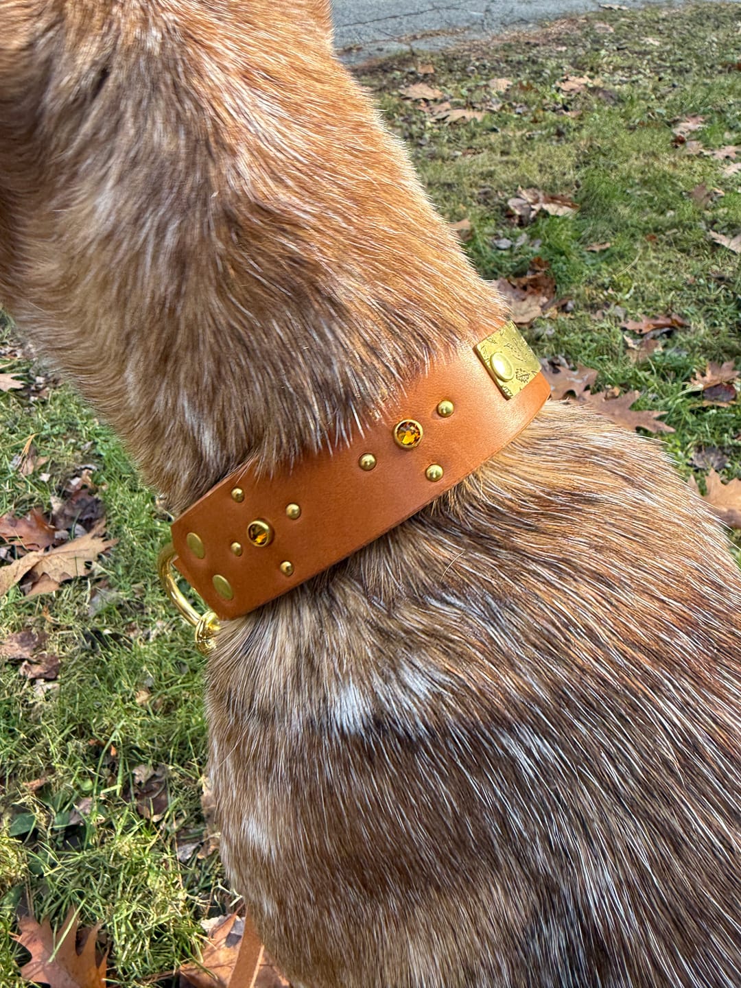 Customer photo review of The 'Crux' Leather Collar (1.5" panel)