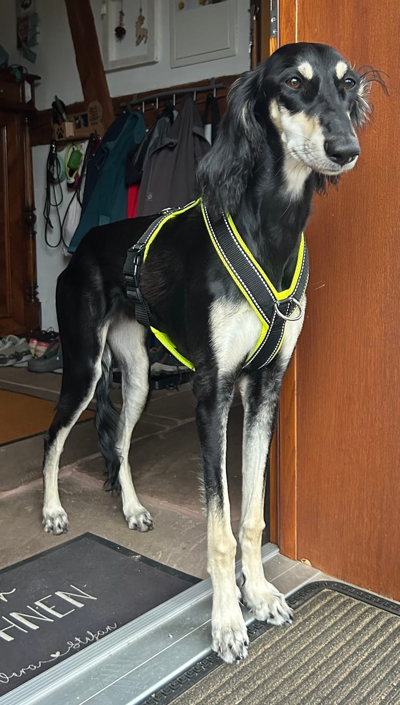 Customer photo review of Windhundgeschirr REFLEX "Yellow"