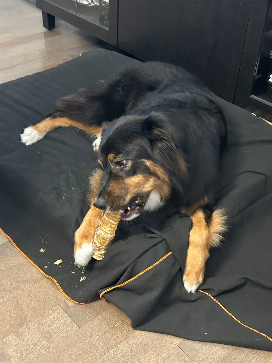 Customer photo review of 12 Inch Beef Trachea