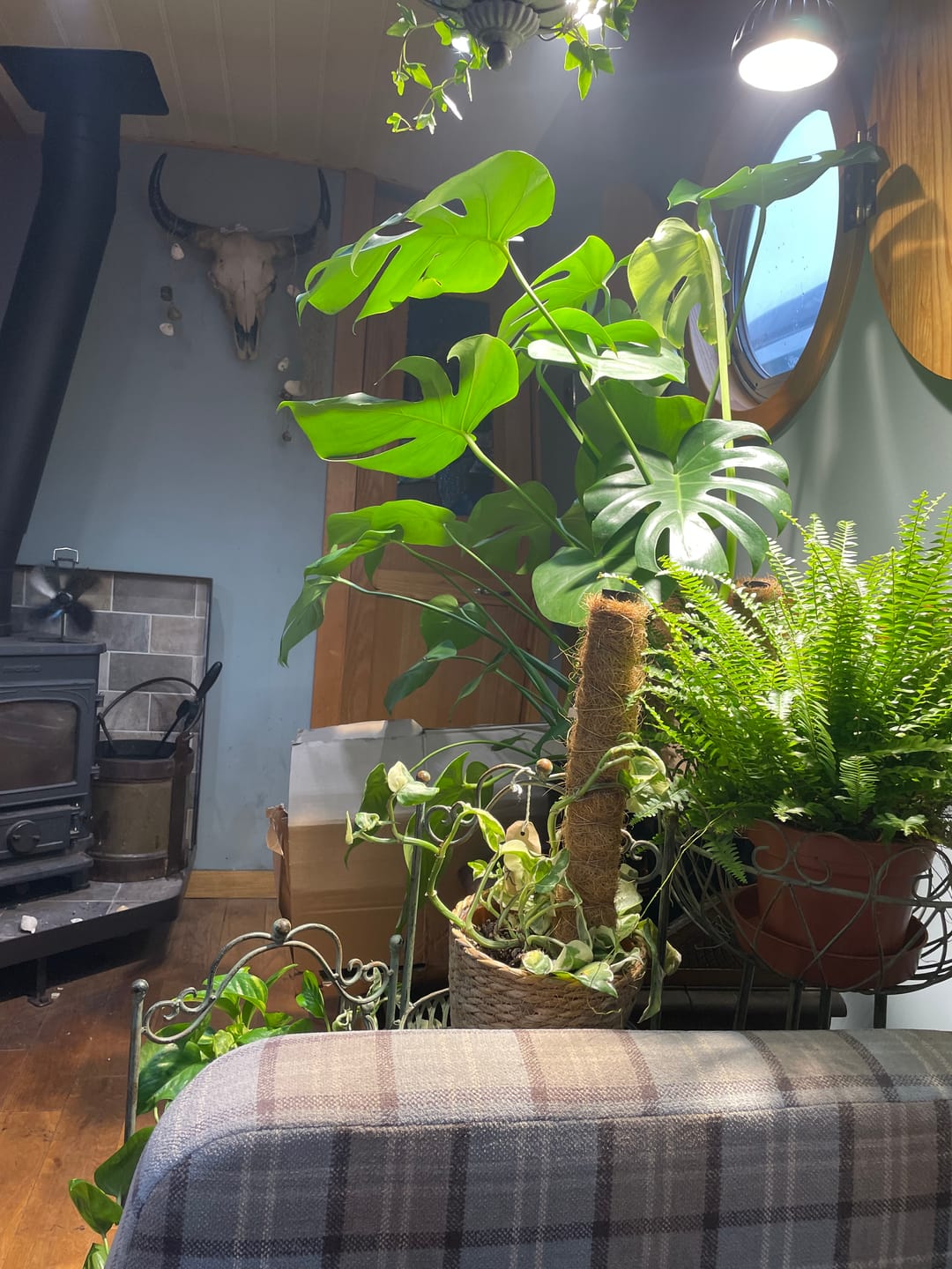 Customer photo review of Pianta LED Grow Light 3-Pack bundle