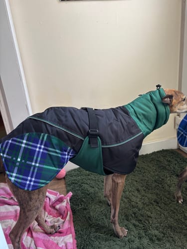 Customer photo review of Felton - Sighthound Coat with Underbelly and Harness Hole