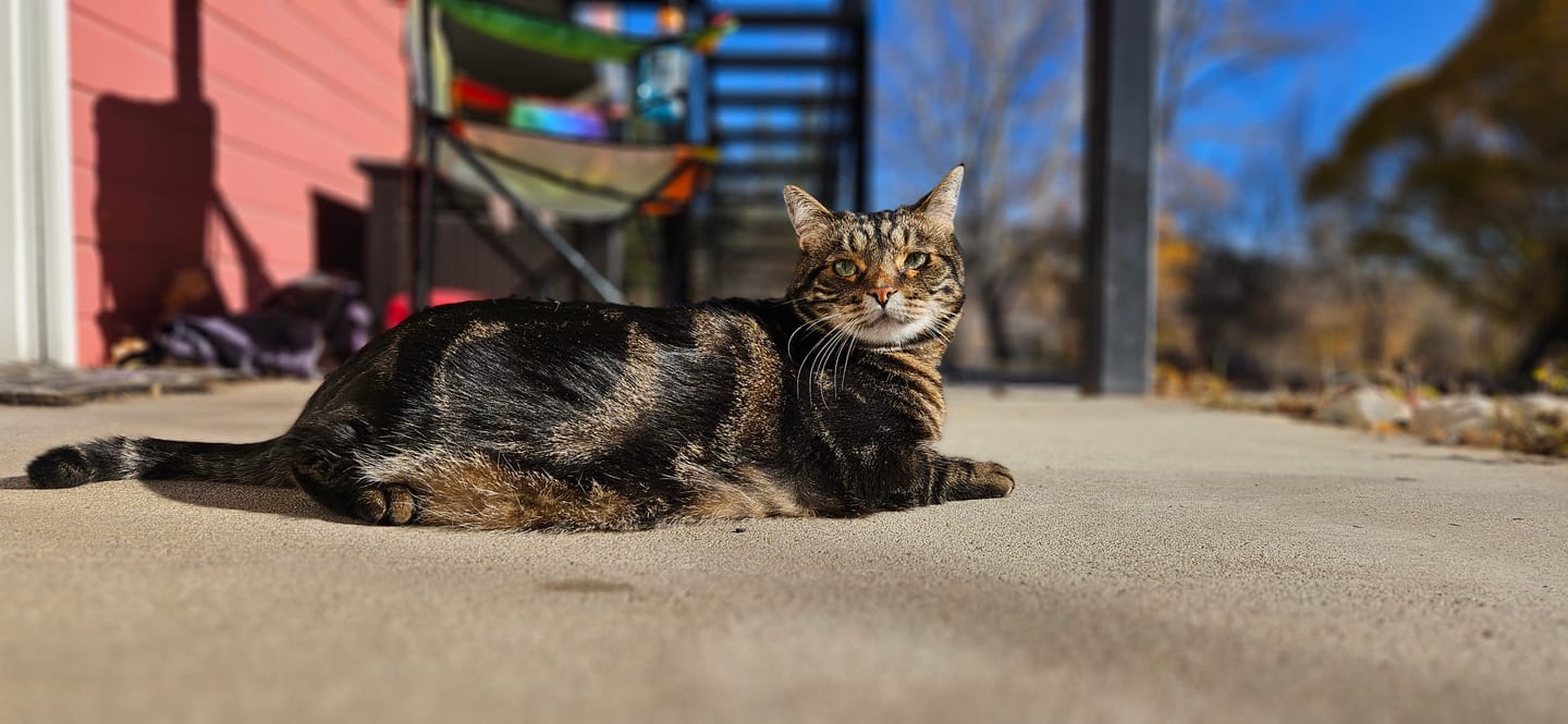 Customer photo review of Royal Canin Veterinarian Diet - Urinary SO Aging 7+ Calm Cat