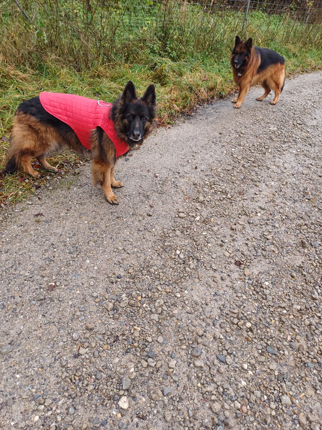 Customer photo review of Emmalove - Wasserdichte Hundeweste