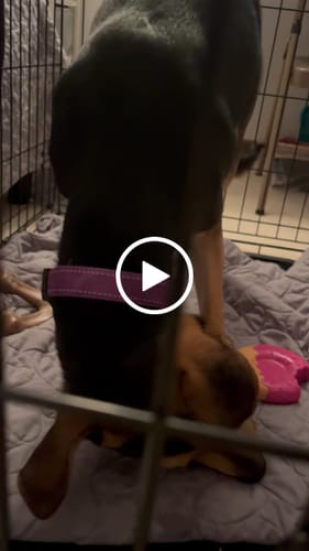 Customer video review of Ostrich Knuckle (Medium – 4" x 3"): The Perfect Chew for Small to Medium Dogs & Sensitive Stomachs