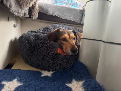 Customer photo review of Puppery Hundebett Wolke 7 - Das Original