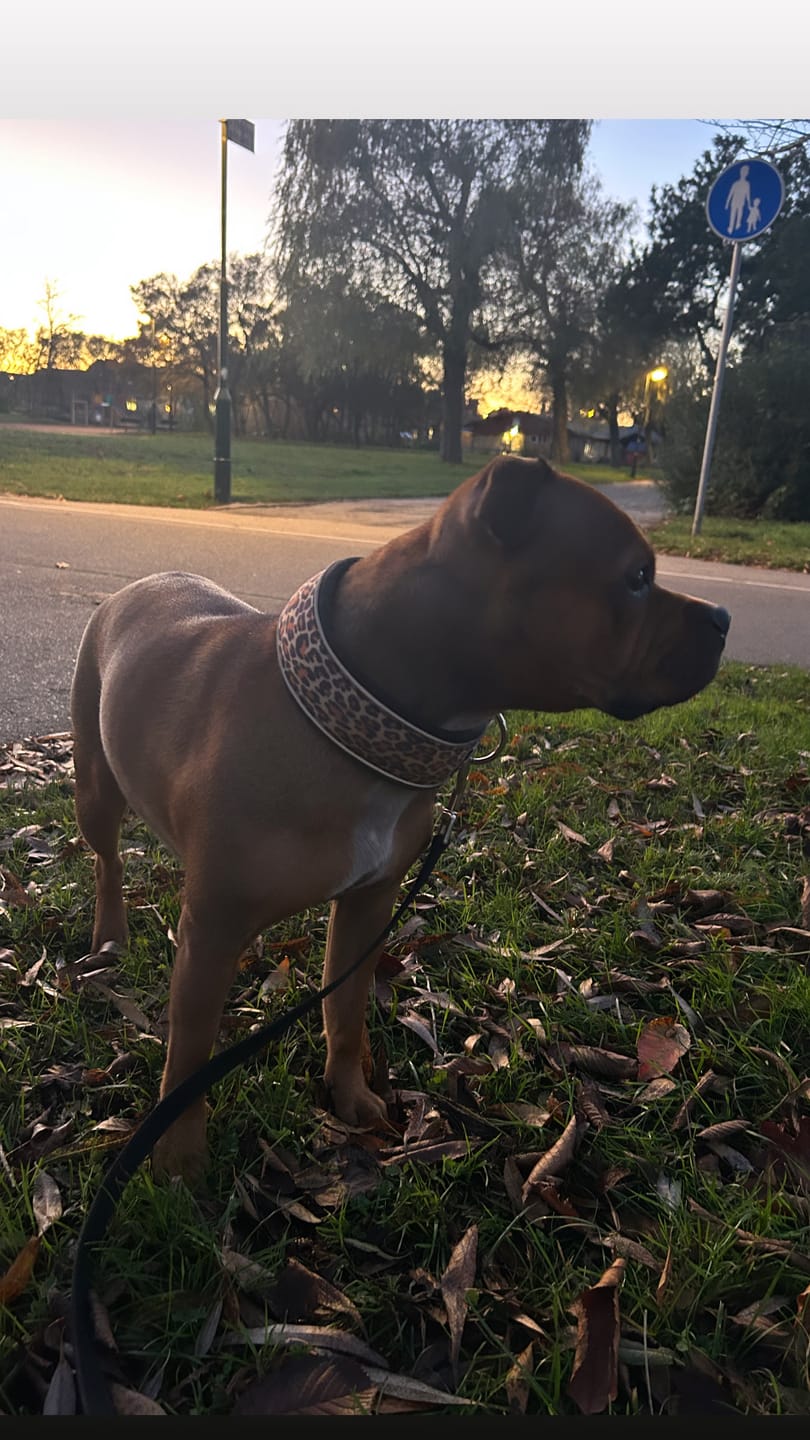 Customer photo review of Staffordshire Bull Terrier 1935® Martingale Collar - Leopard