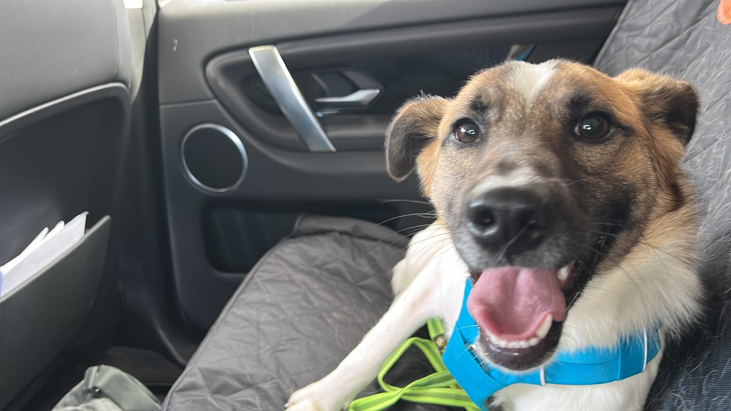 Customer photo review of Funda Impermeable THE DOGS — Auto limpio, perro seguro