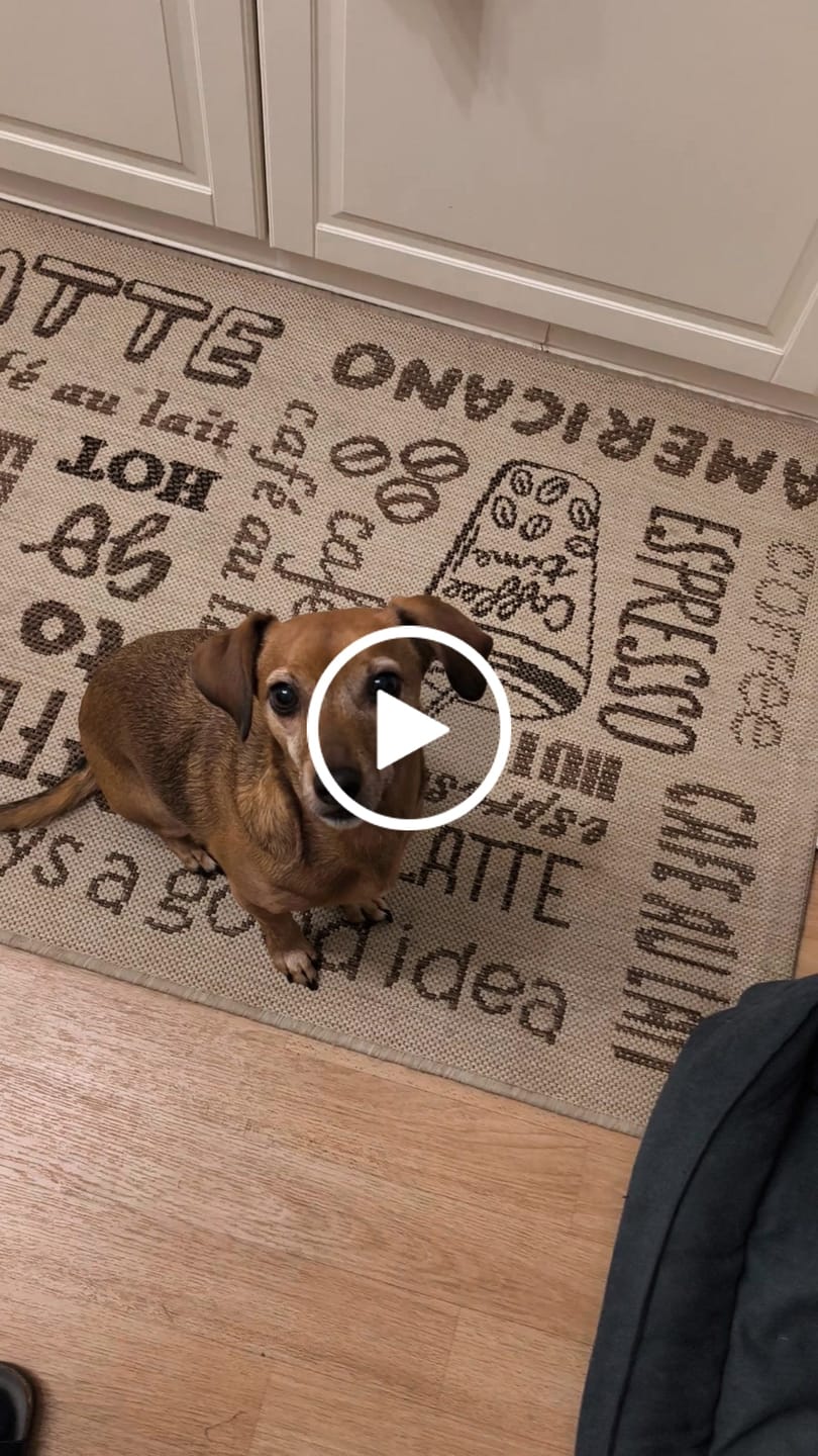 Customer video review of Belly Bites 2.0