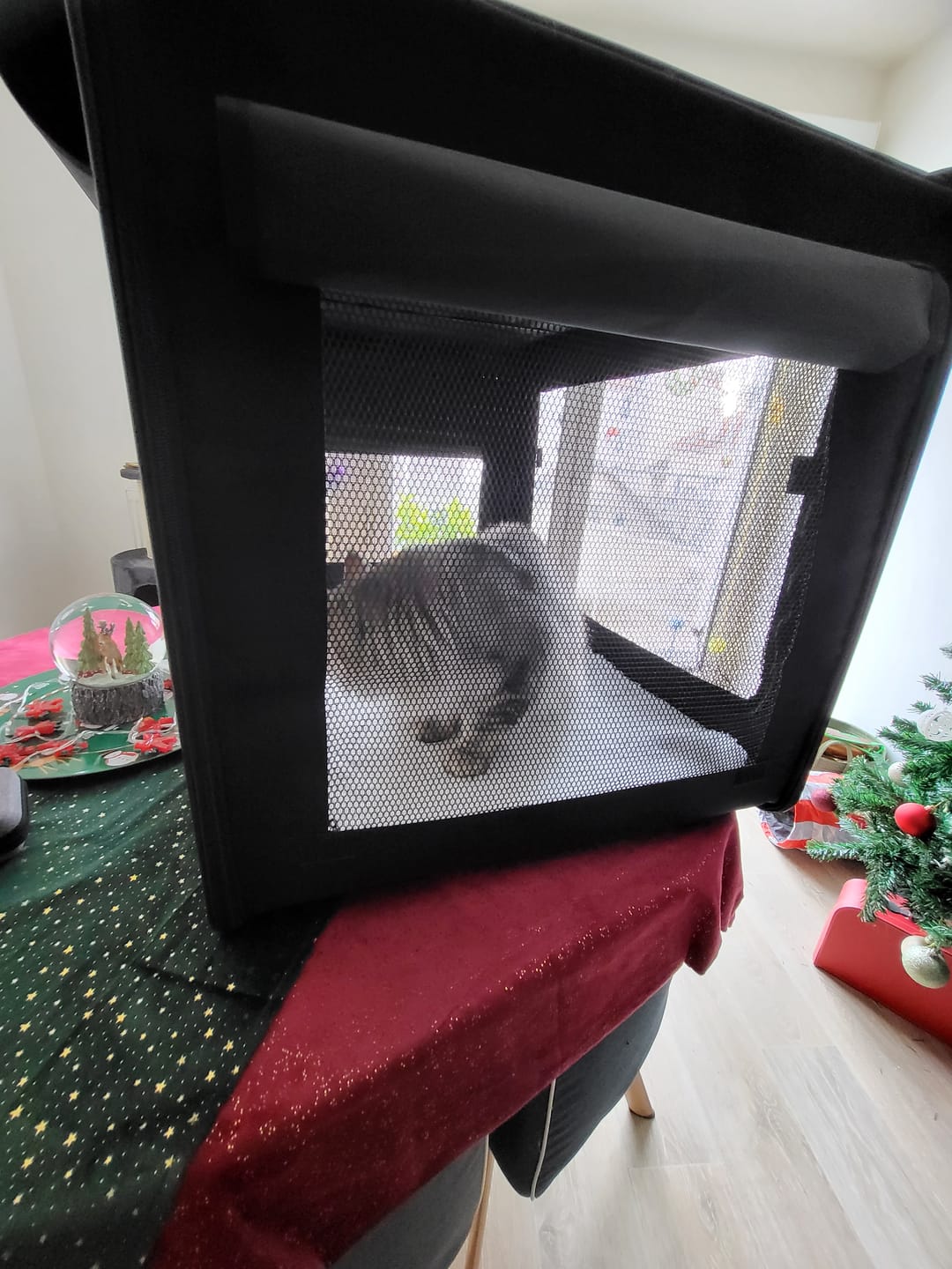 Customer photo review of Cage d'exposition pliable (Chat)