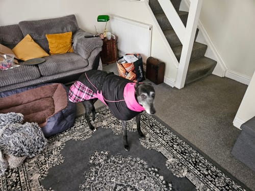 Customer photo review of Felton - Sighthound Coat with Underbelly and Harness Hole