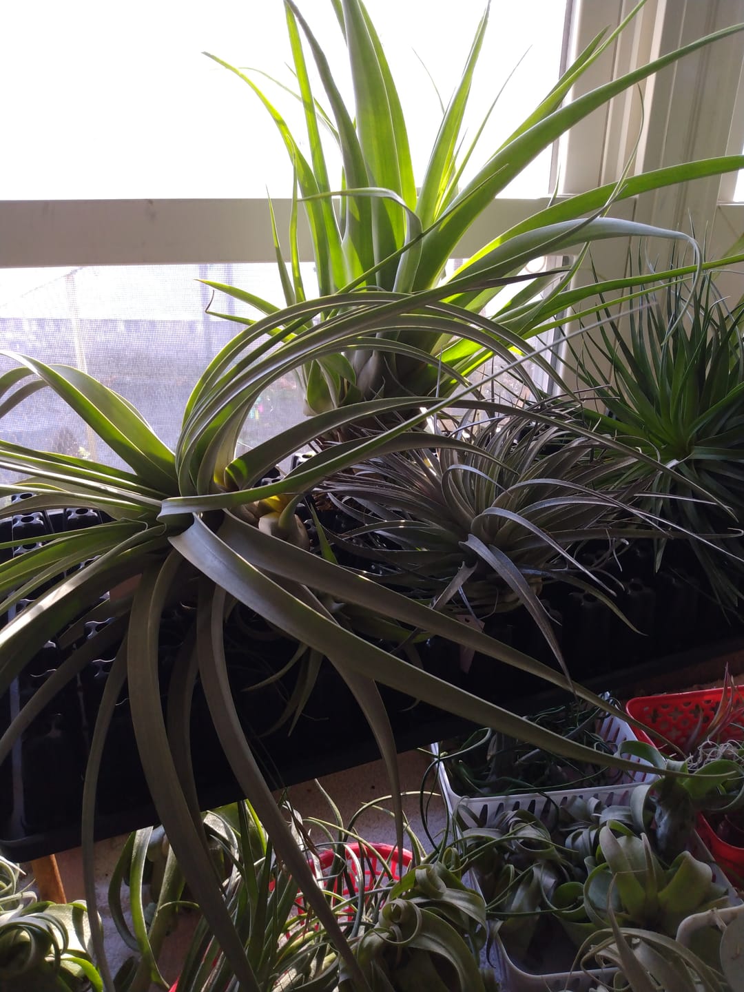 Customer photo review of Large Air Plants Mystery Box