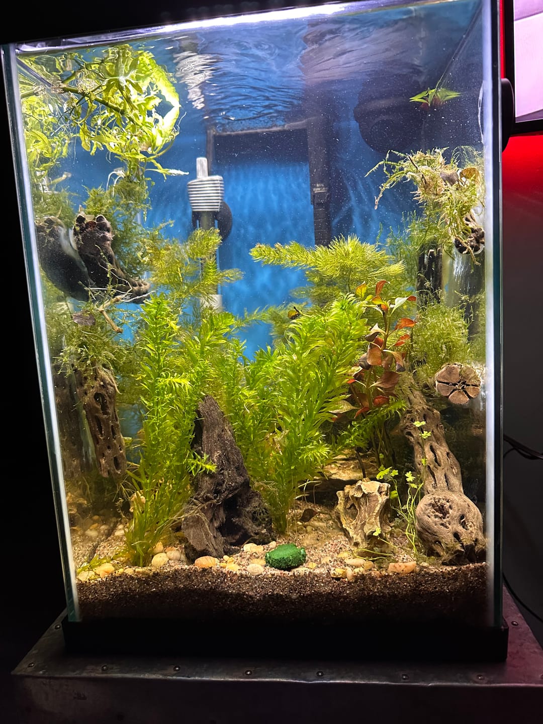 Customer photo review of Java Moss (Golf Ball Size)
