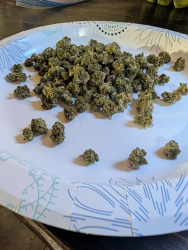 Customer photo review of Greenhouse Smalls