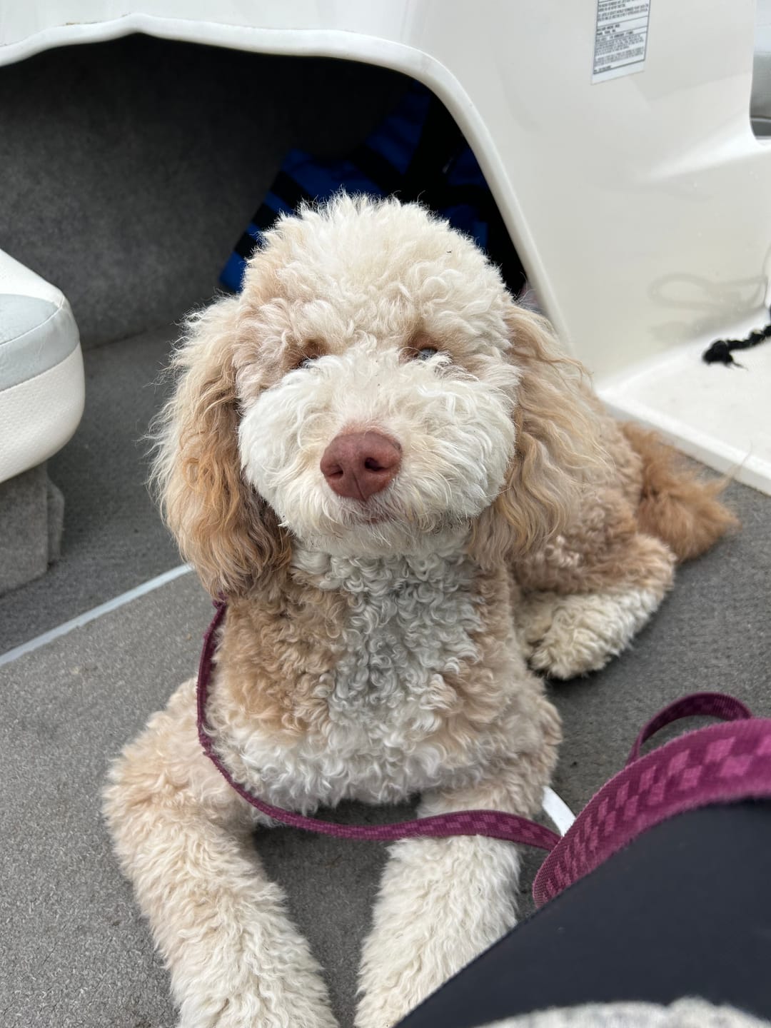 Customer photo review of Himalayan Yak Chew (MEDIUM)