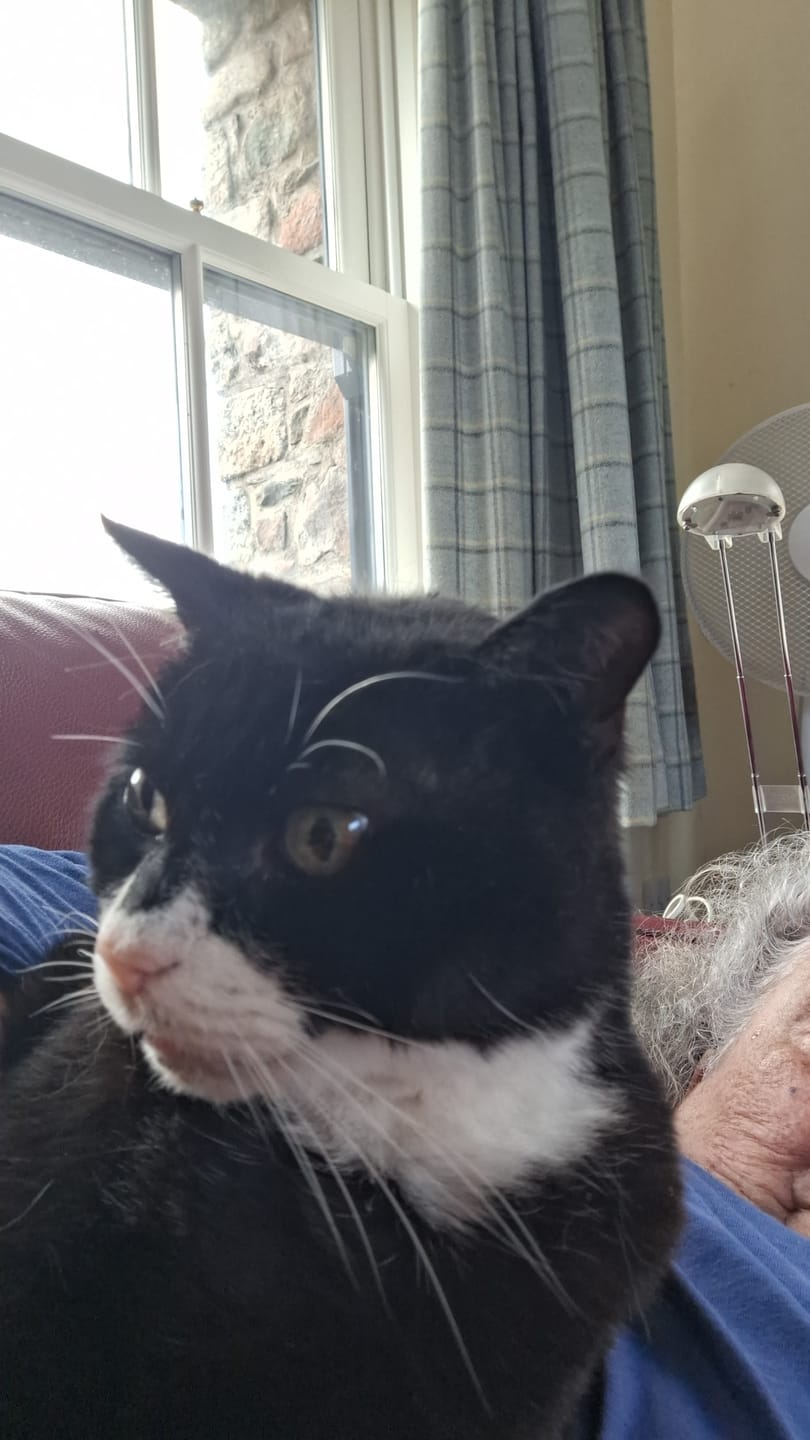 Customer photo review of Cat Gel Twin Pack