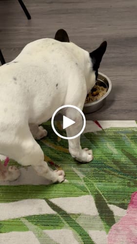 Customer video review of Frischfutter für Energiebedarf von 876 kCal/Tag