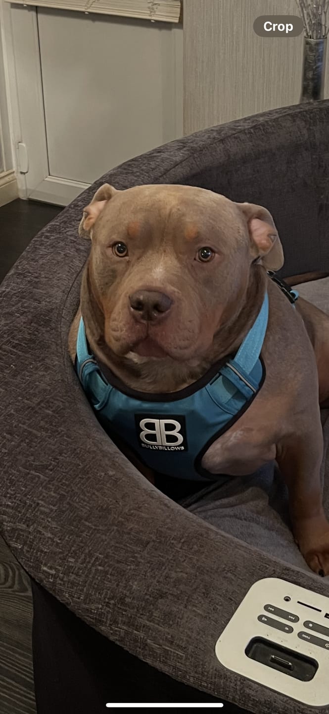 Customer photo review of Comfort Premium Harness | Non Restrictive - Light Blue