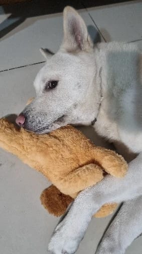 Customer photo review of Peluche Antiestrés para Mascotas