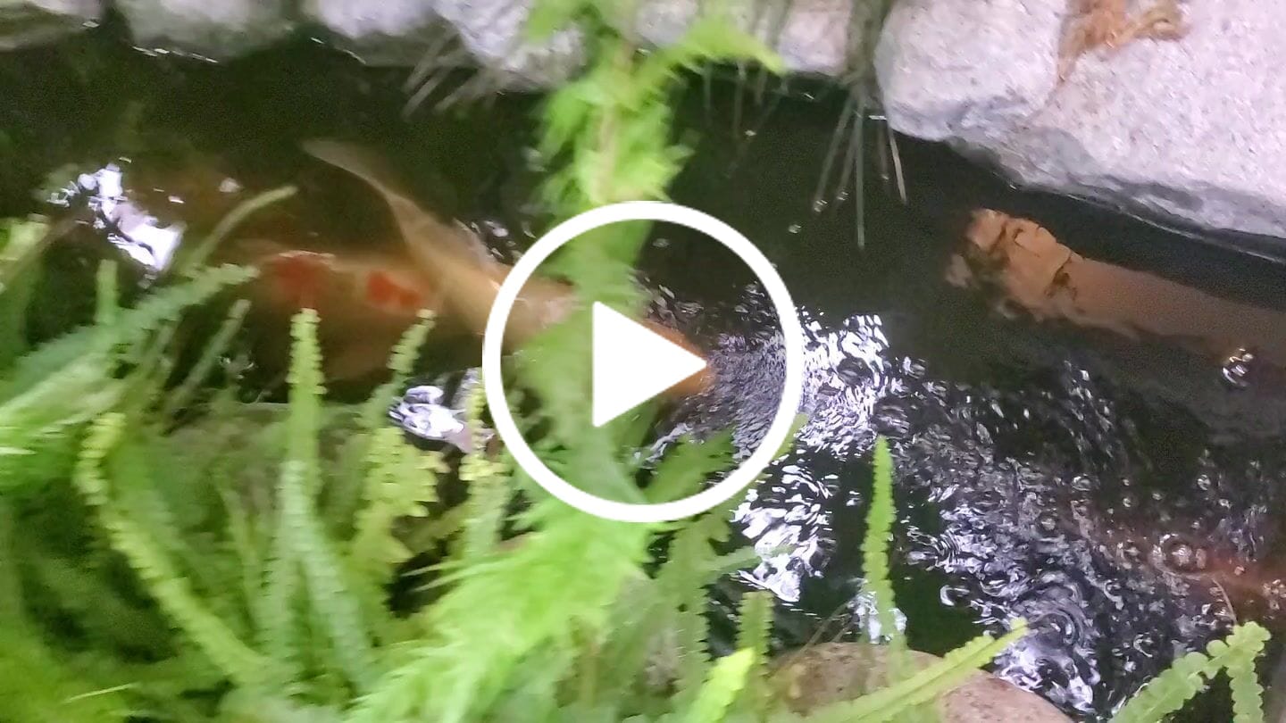 Customer video review of Koi Food - Staple Aisuru Koi™