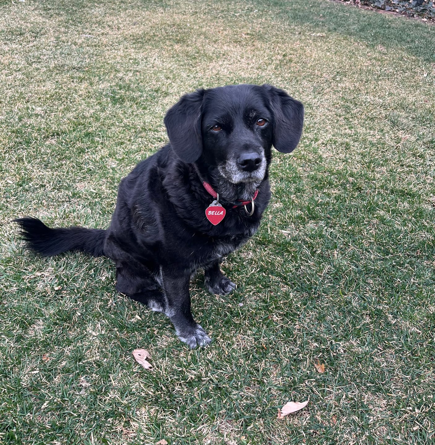 Customer photo review of 12 Inch Extra Thick Bully Sticks