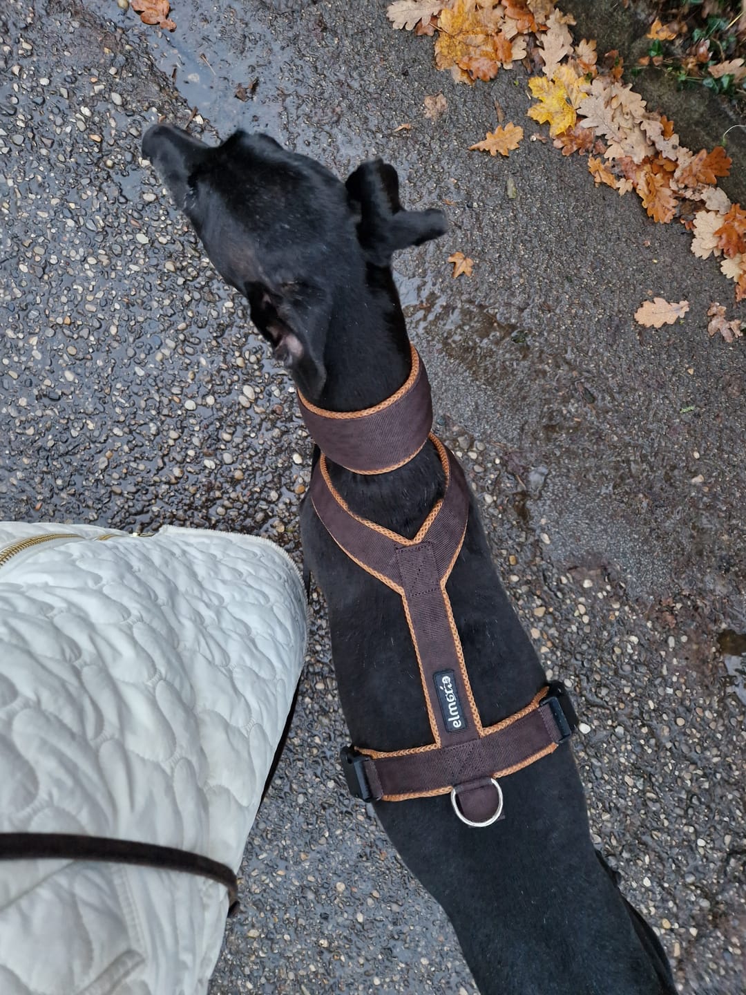 Customer photo review of Windhundgeschirr FUN "Toffee"