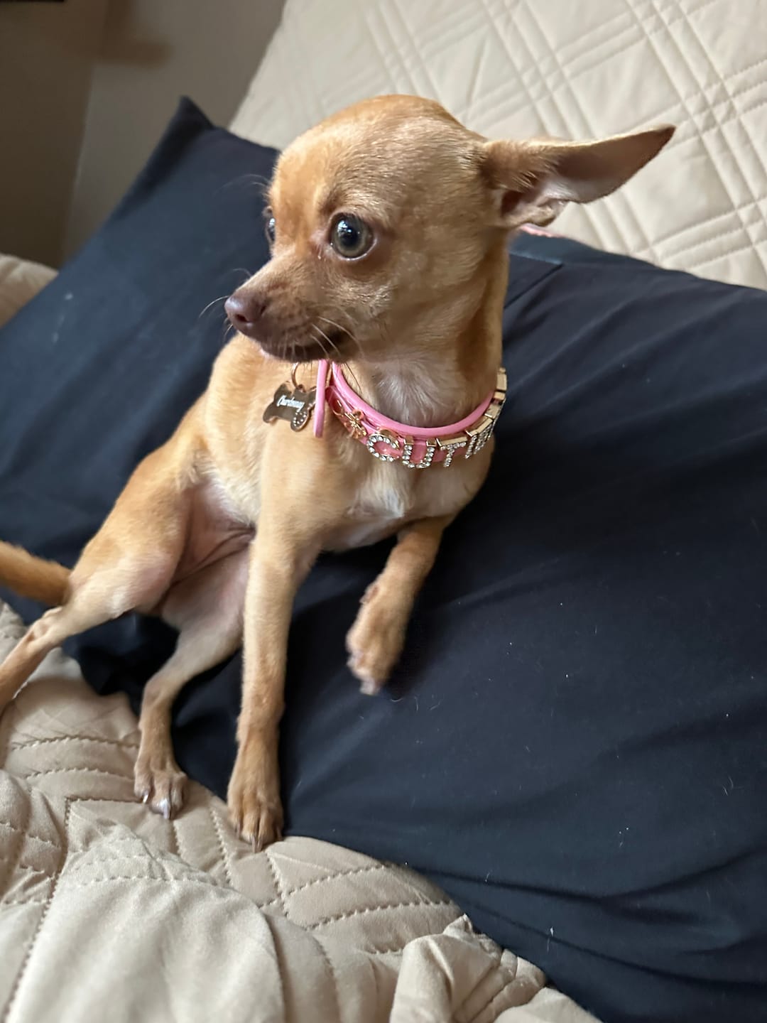 Customer photo review of The Personalized Sparkle Collar