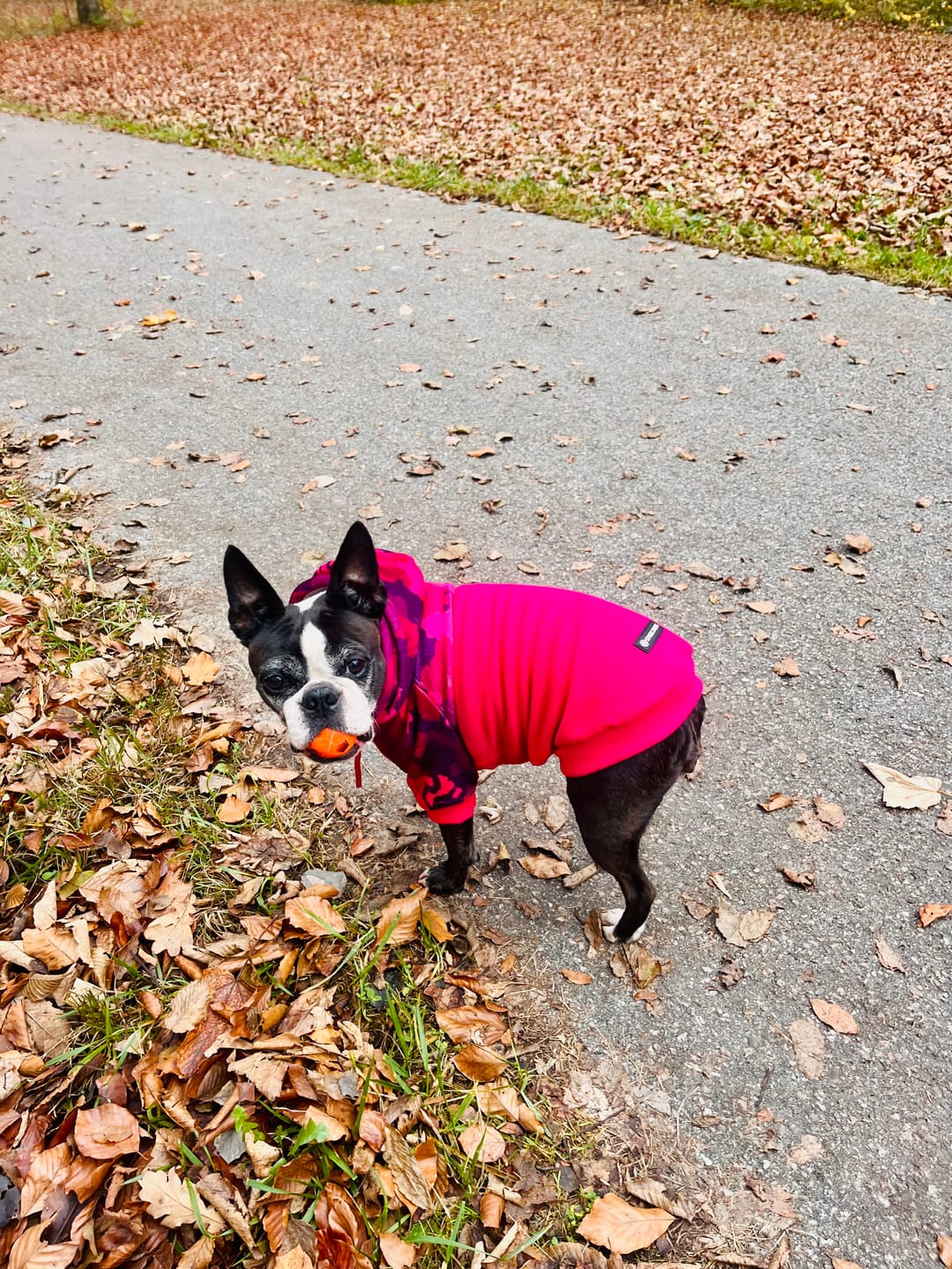 Customer photo review of Christmas Knit Dog Sweater - Santa Clause