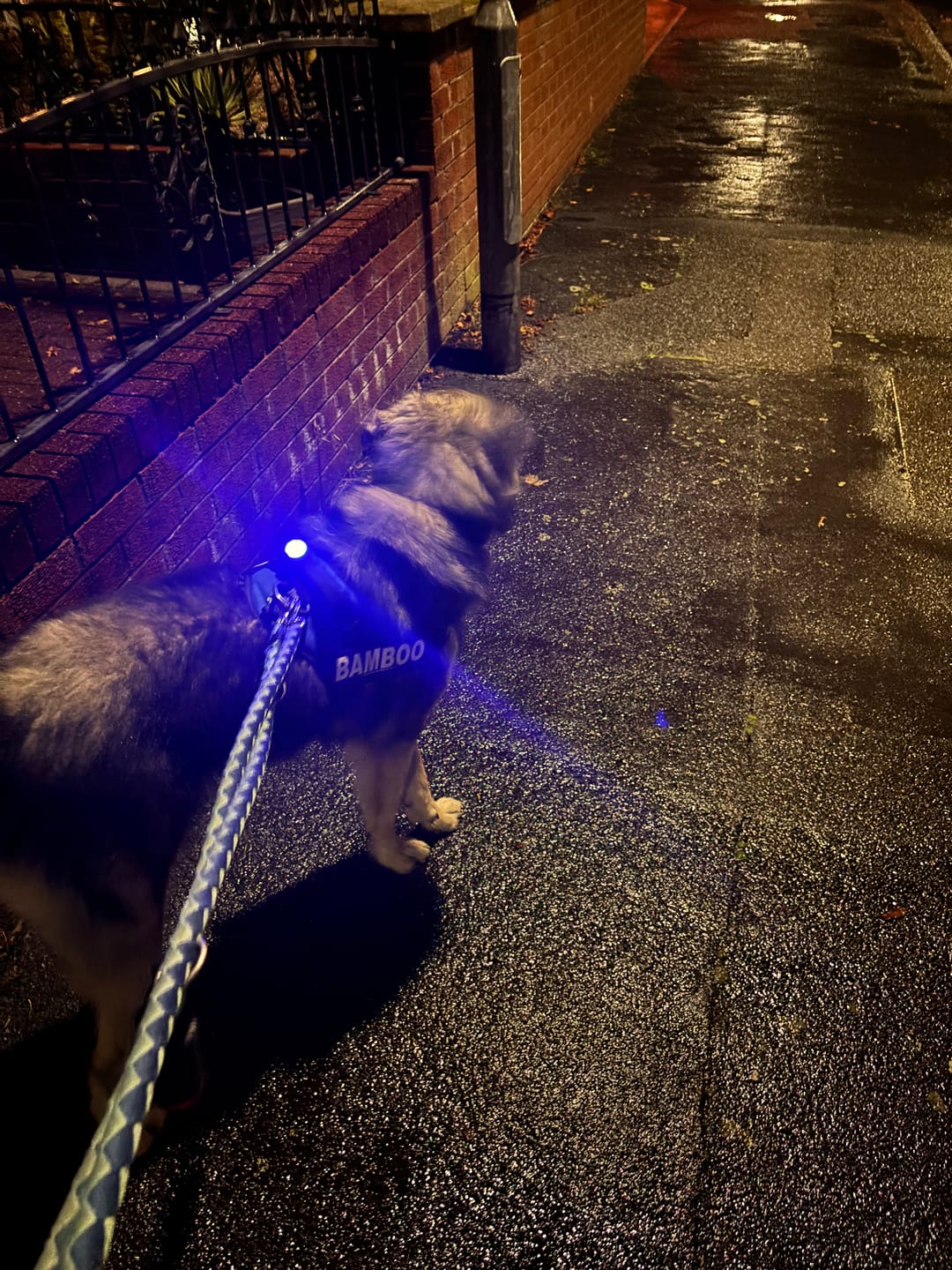 Customer photo review of TrekBright® Dog Safety Light