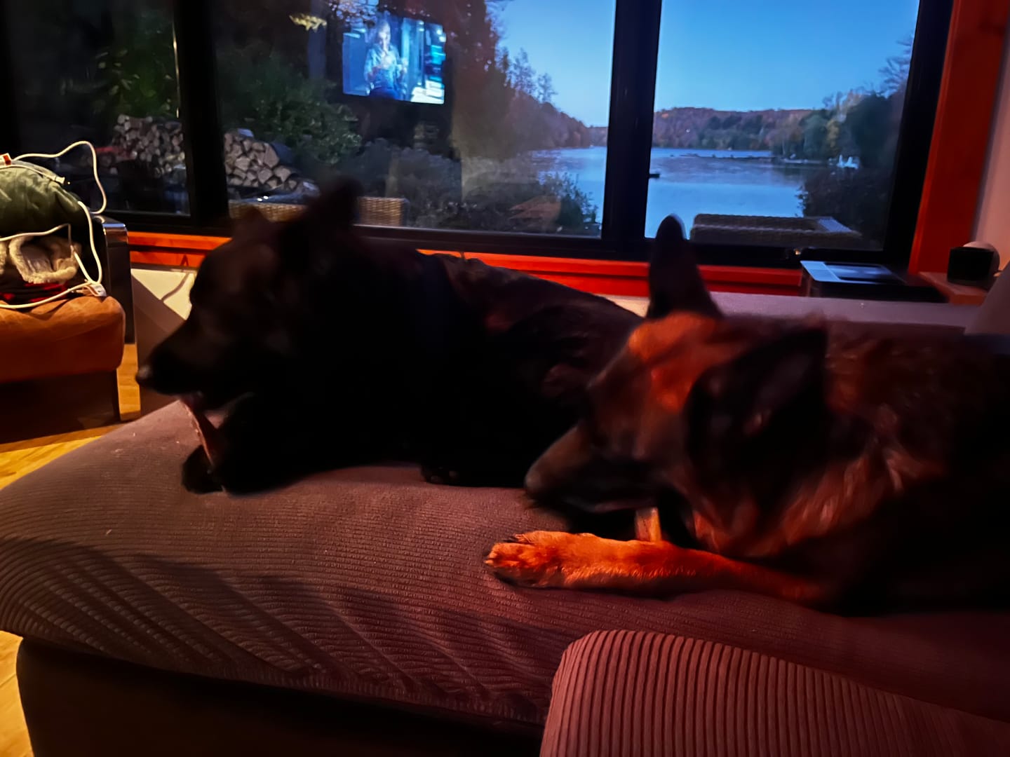 Customer photo review of K9 Choice - Os pour chien congelé - 3lb