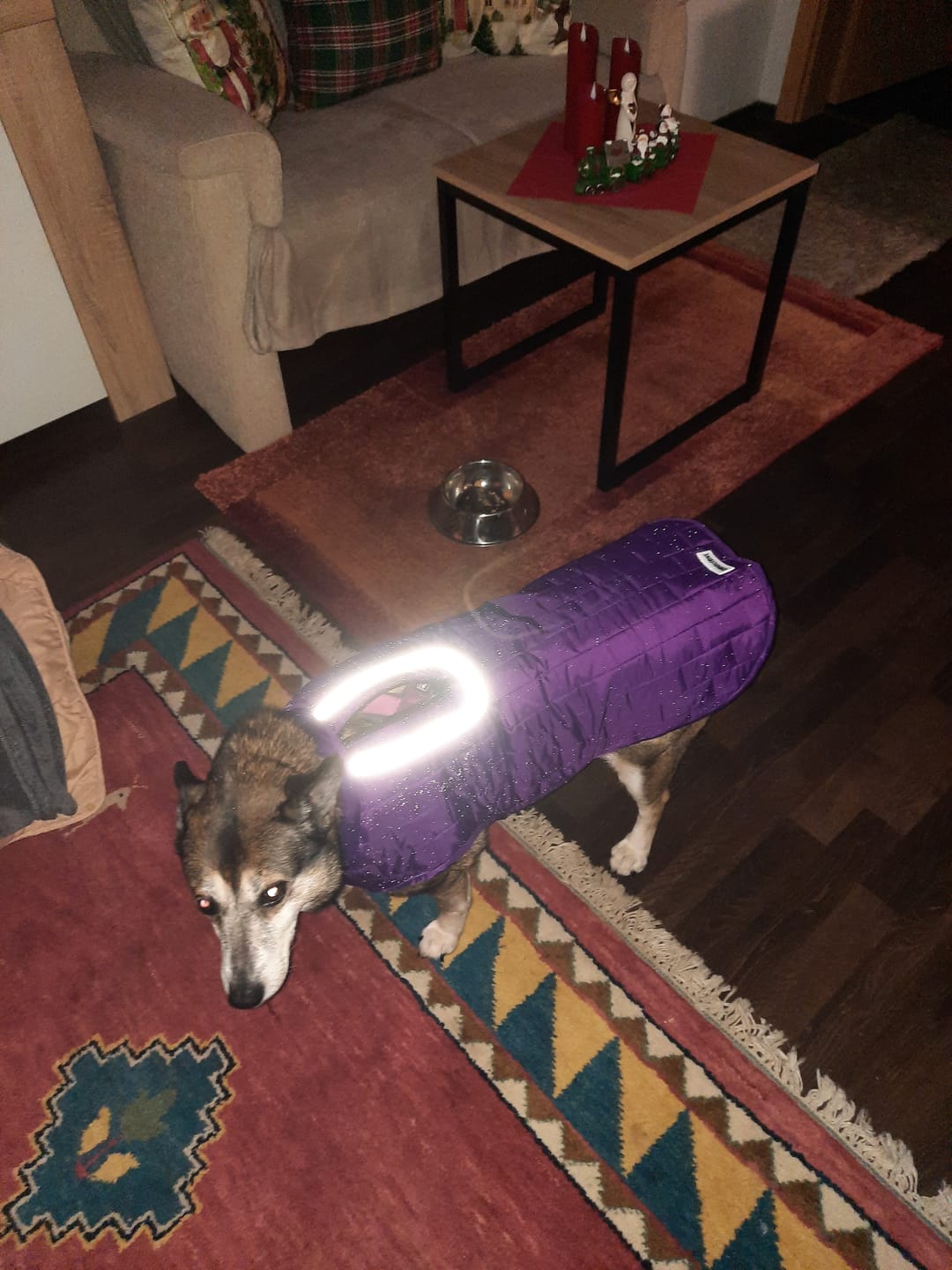 Customer photo review of Emmalove - Wasserdichte Hundeweste