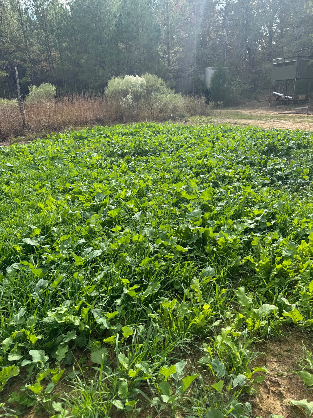 Customer photo review of Freight Train™ 25-0-0+ Liquid Fertilizer