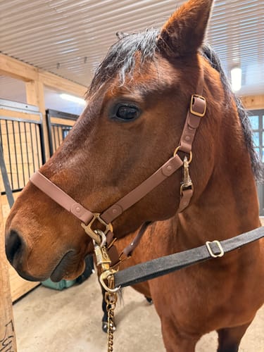 Customer photo review of Dark Brown Horse Halter - iCavalos