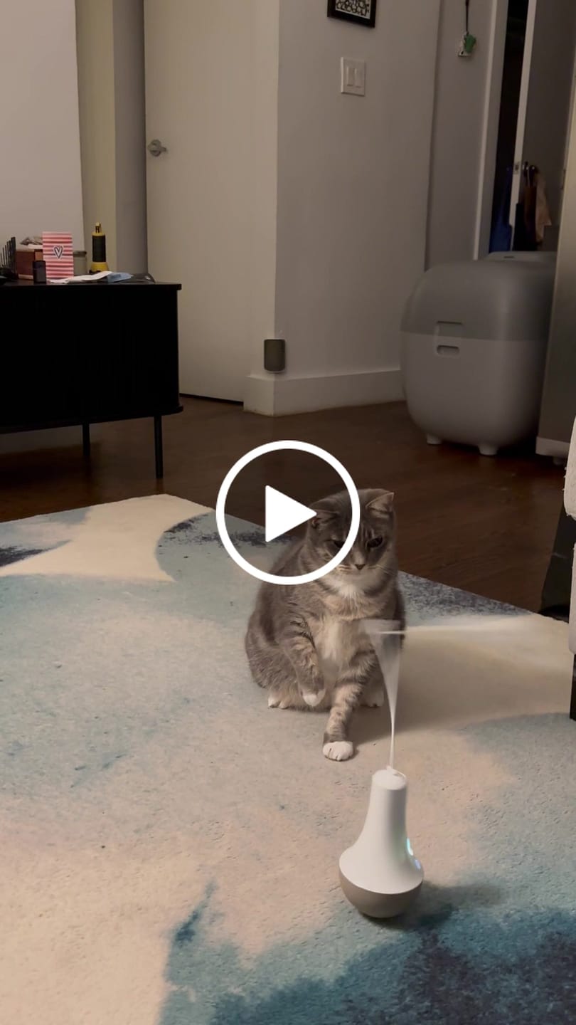 Customer video review of Roly Poly Cat Toy