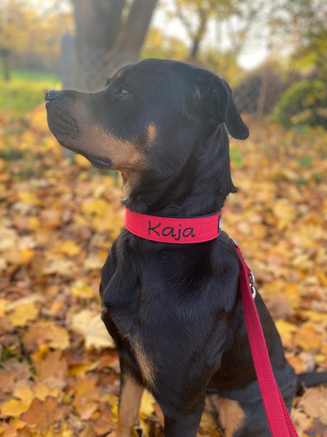 Customer photo review of Hundhalsband med namn