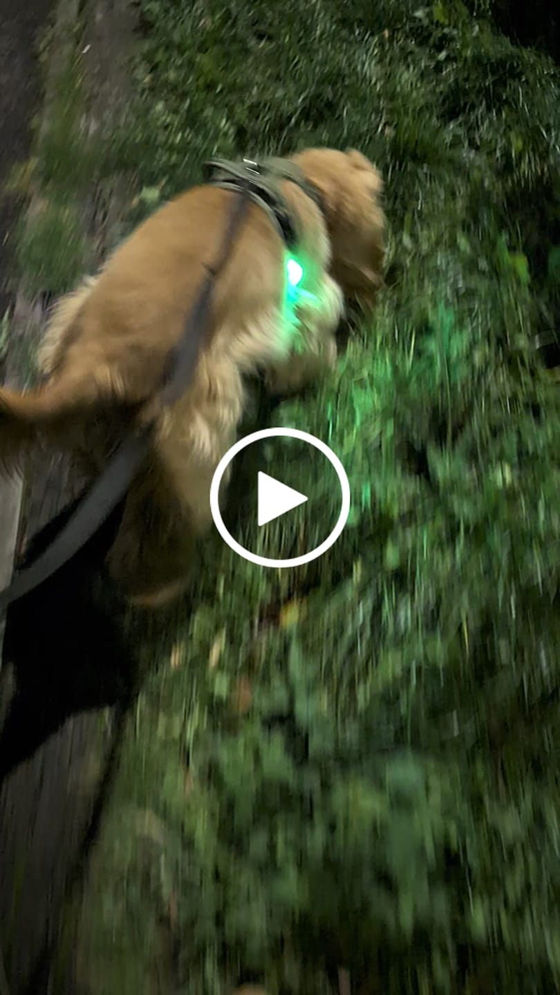 Customer video review of TrekBright® Dog Safety Light