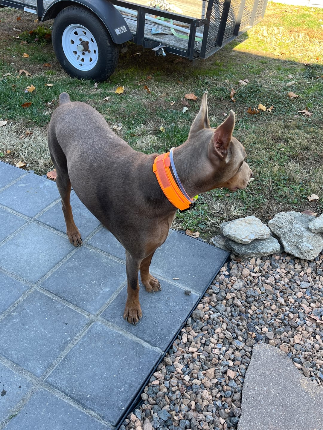 Customer photo review of Metal-Buckle Tactical K9 Dog Collar With Hook & Loop Panel & Top Handle