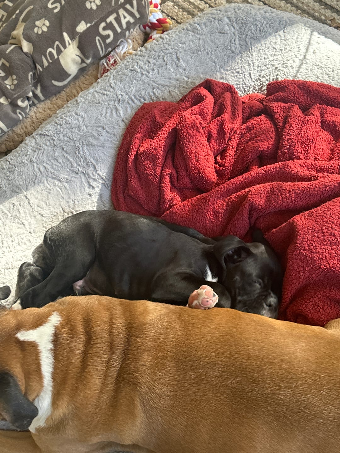 Customer photo review of Nutri Source - Puppy Starter Plus 30/21