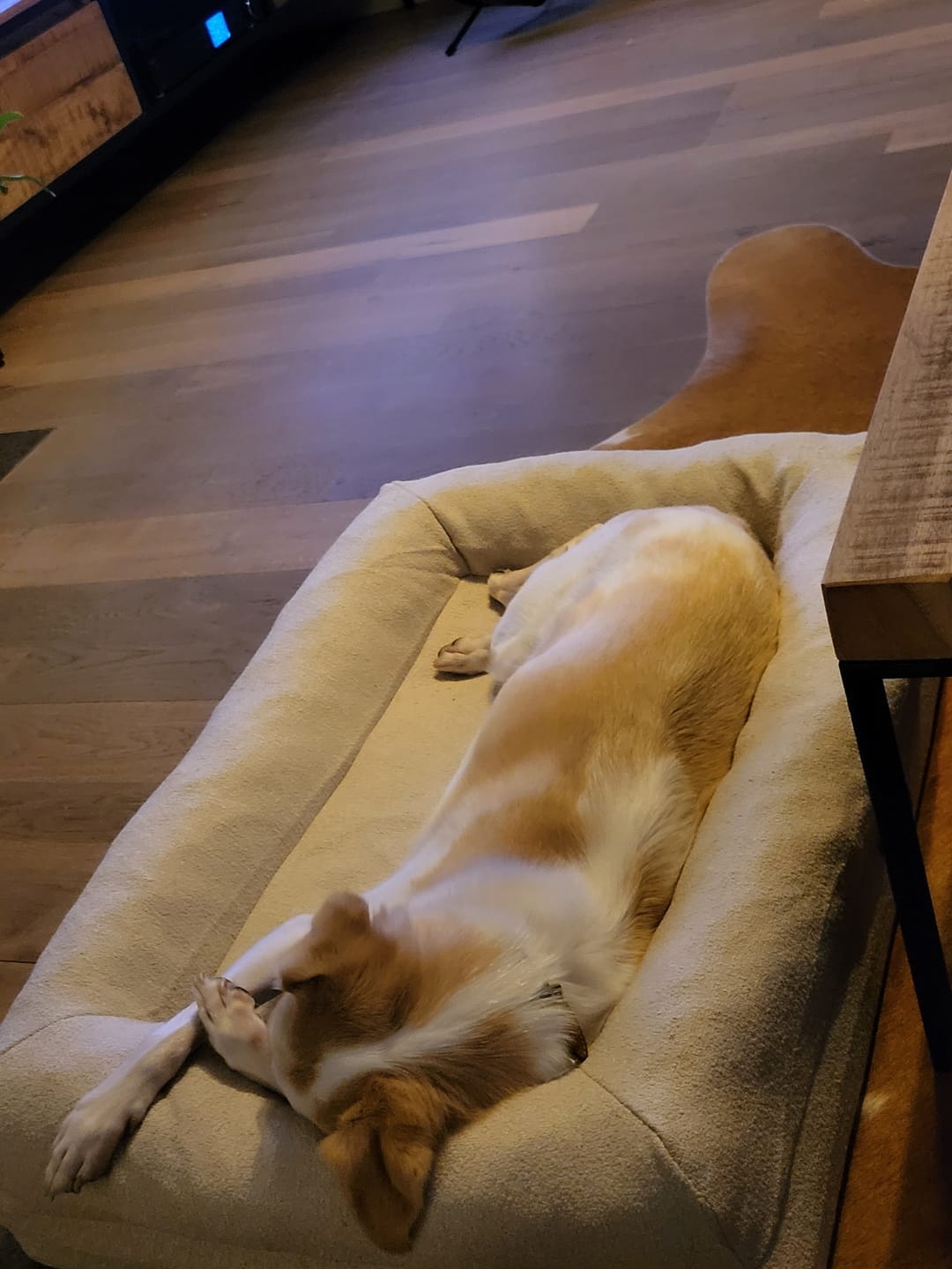 Customer photo review of Pet Perfect Hondenmand - Orthopedisch - Afritsbaar - Beige