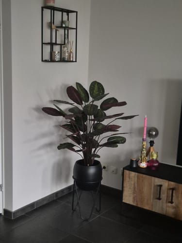 Customer photo review of Calathea Kunstplant 90cm