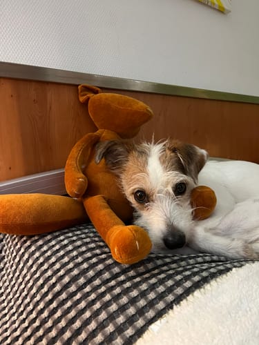 Customer photo review of ARTHUS, LE RENARD - GRAND - MADE IN FRANCE