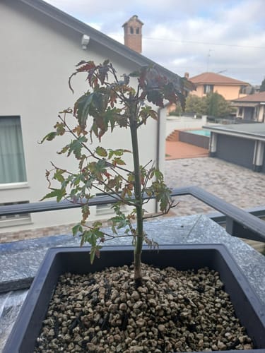 Customer photo review of SUPREMACY CB® (substrato premium ad alte prestazioni)