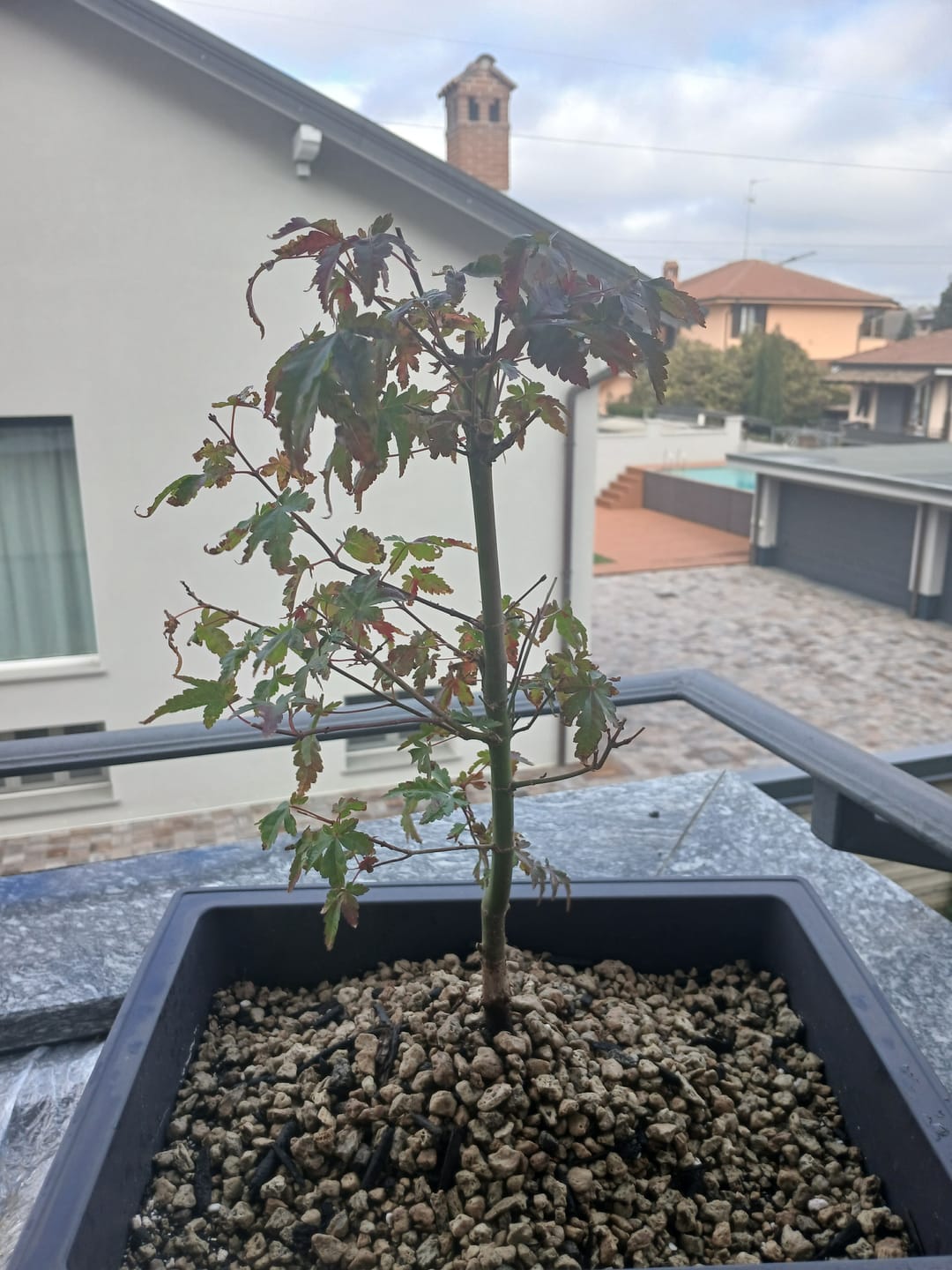 Customer photo review of SUPREMACY CB® (substrato premium ad alte prestazioni)