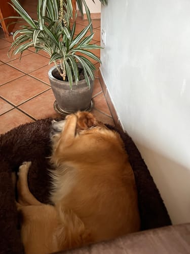 Customer photo review of Puppery Hundebett Wolke 7 - Das Original