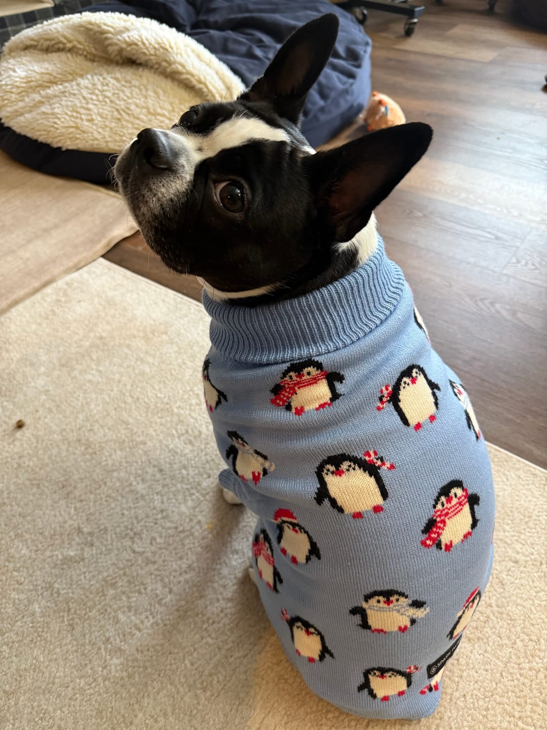 Customer photo review of Dog Sweater - Penguins