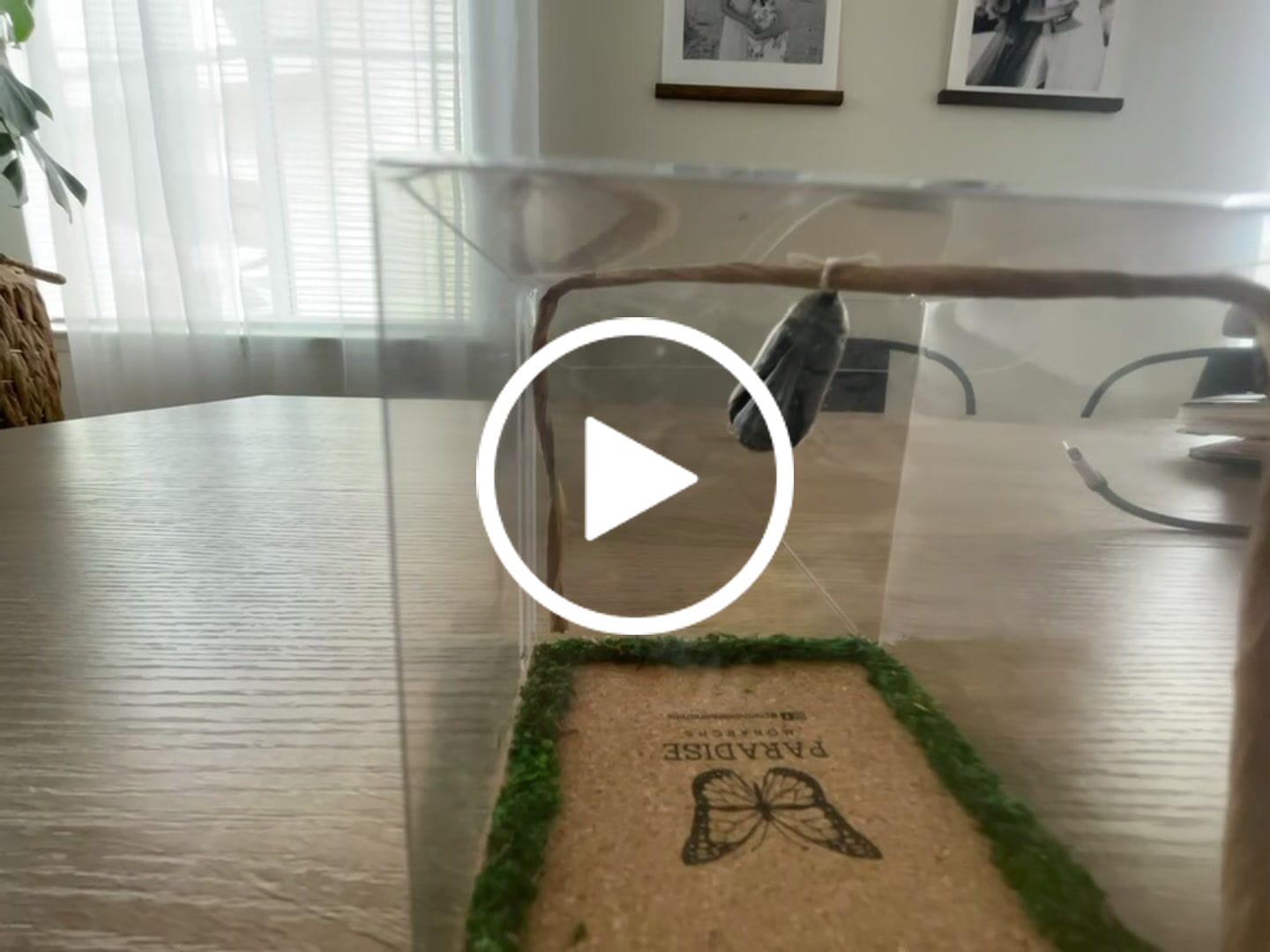 Customer video review of Classic Live Monarch Butterfly Chrysalis Box (Hawaii Only)