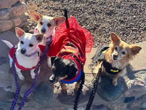 Customer photo review of RuffRover 2.0™ - Hard Bottom Back Seat Extender + (FREE Dog Bed)