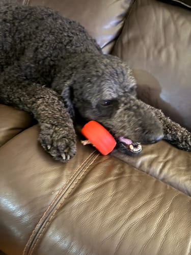 Customer photo review of 12 Inch Monster Bully Stick