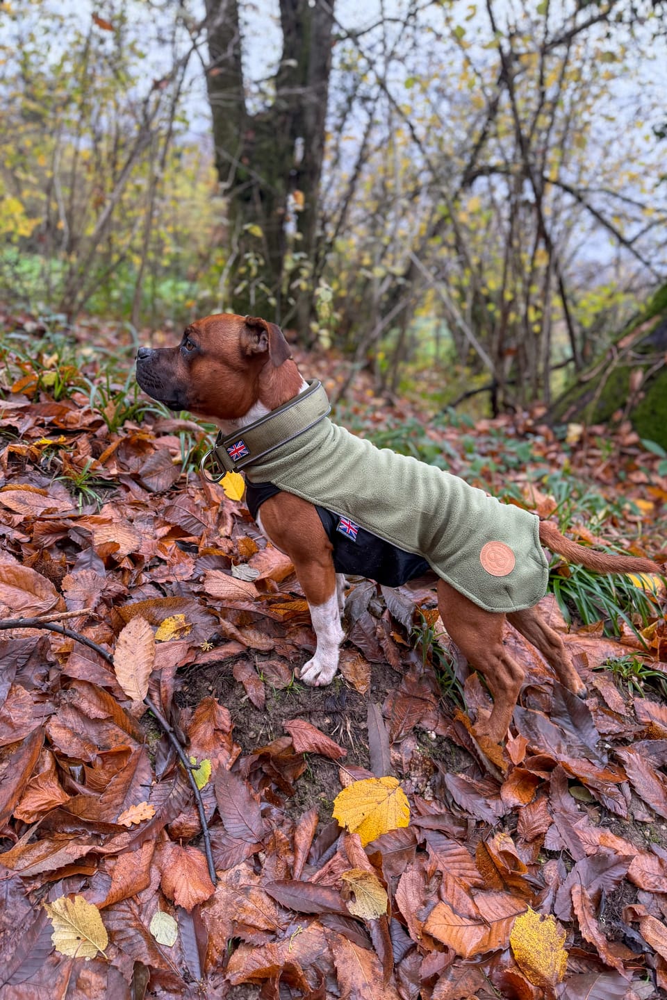 Customer photo review of Staffordshire Bull Terrier 1935® Fleece Coat - Green