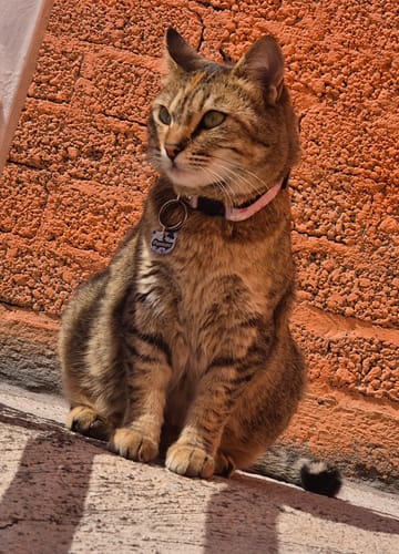 Customer photo review of Placa: Corazones