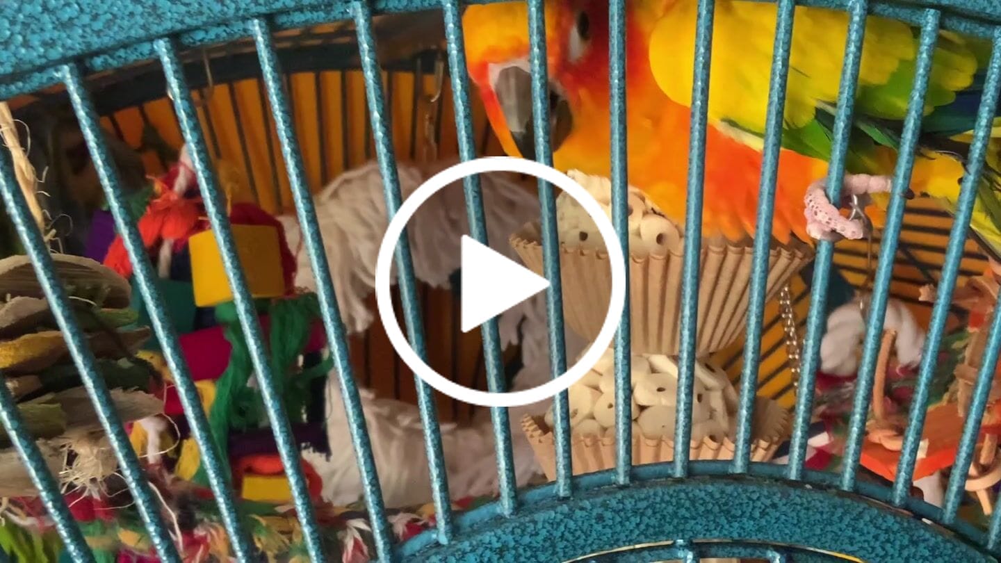 Customer video review of 1931 Three Cake Bird Toy